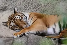 tigers 1920x1080 wallpaper Art HD Wallpaper